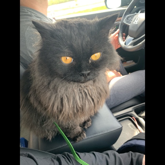 Meet your Posher, Pamela - Picture 3 of 11